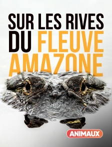 Animaux - Sur les rives du fleuve Amazone