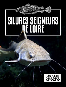 Chasse et pêche - Silures seigneurs de Loire