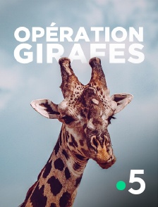 France 5 - Opération girafes