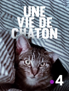 France 4 - Une vie de chaton