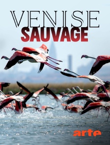 Arte - Venise sauvage