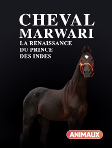 Animaux - Cheval Marwari, la renaissance du prince des Indes