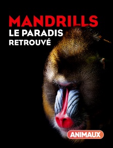 Animaux - Mandrills : le paradis retrouvé