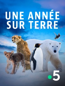 France 5 - Une année sur Terre en replay