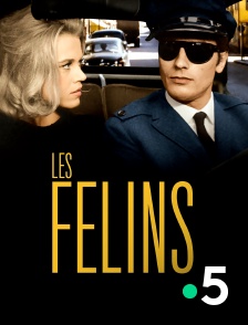 France 5 - Les félins