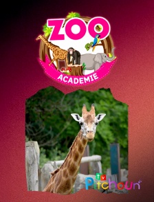 TV Pitchoun - Zoo Academie