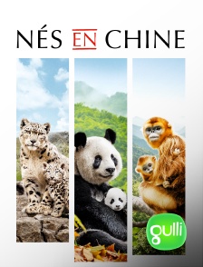 Gulli - Nés en Chine