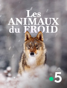 France 5 - Les animaux du froid