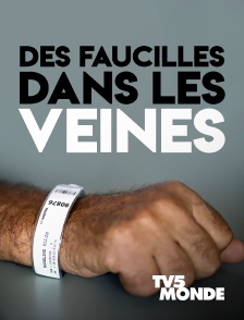 TV5MONDE - Des faucilles dans les veines