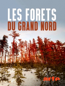 Arte - Les forêts du Grand Nord