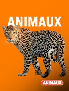 Animaux - Frères lions