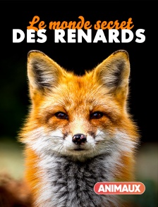 Animaux - Le monde secret des renards