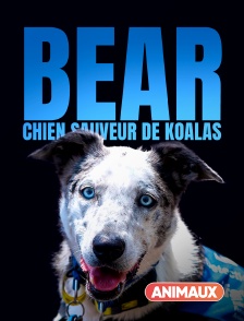 Animaux - Bear, chien sauveur de koalas