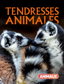 Animaux - Tendresses animales