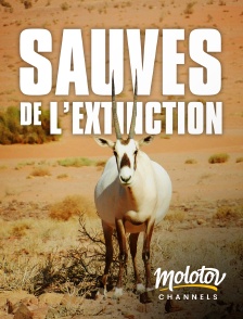 Molotov Channels - Sauvés de l'Extinction