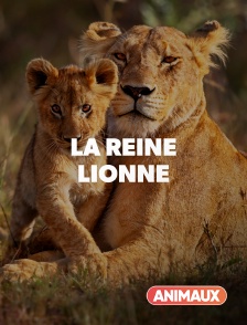 Animaux - La reine lionne