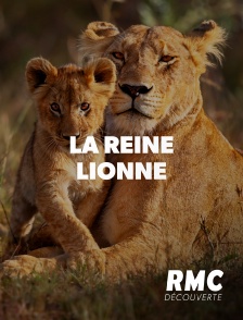 RMC Découverte - La reine lionne