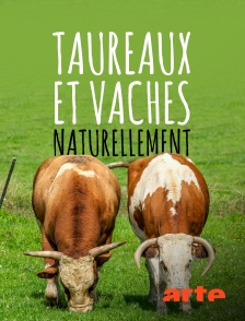 Arte - Taureaux et vaches, naturellement