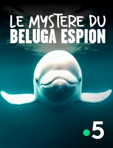 France 5 - Le mystère du béluga espion