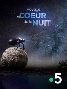 France 5 - Voyage au coeur de la nuit en replay