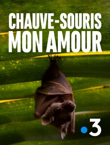 France 3 - Chauve-souris, mon amour