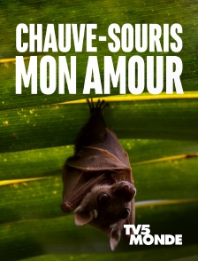 TV5MONDE - Chauve-souris, mon amour