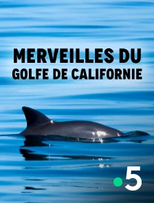 France 5 - Merveilles du golfe de Californie