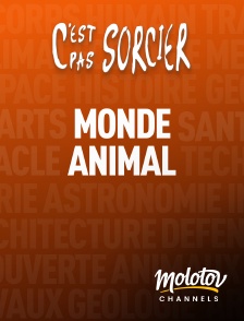 Molotov channels - C'est pas sorcier : Monde animal