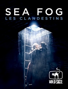 Wild Side TV - Sea fog : les clandestins en replay