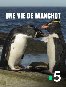 France 5 - Une vie de manchot