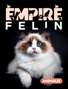 Animaux - Empire félin