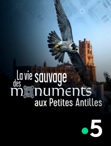 France 5 - La vie sauvage des monuments aux Petites Antilles