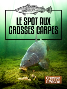 Chasse et pêche - Le spot aux grosses carpes