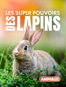 Animaux - Les super pouvoirs des lapins