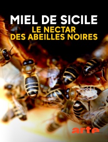 Arte - Miel de Sicile, le nectar des abeilles noires