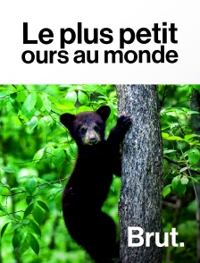 Brut - Le plus petit ours au monde