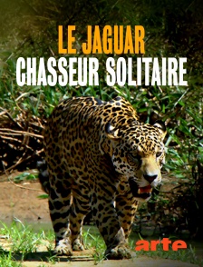 Arte - Le jaguar, chasseur solitaire