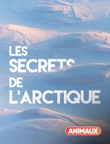 Animaux - Les secrets de l'Arctique