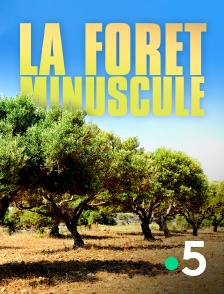 France 5 - La forêt minuscule