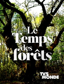 TV5MONDE - Le temps des forêts