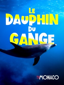 TV Monaco - Le dauphin du Gange