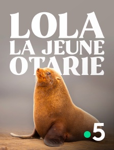 France 5 - Lola, la jeune otarie