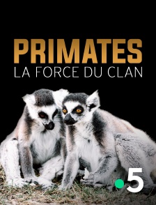 France 5 - Primates