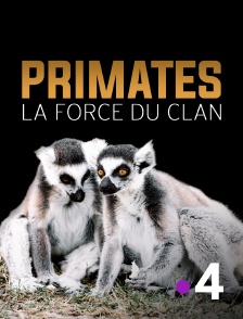 France 4 - Primates