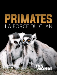 TV5MONDE - Primates