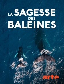 Arte - La sagesse des baleines