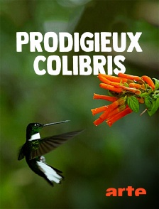 Arte - Prodigieux colibris