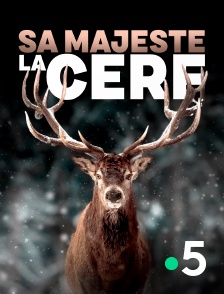 France 5 - Sa majesté le cerf