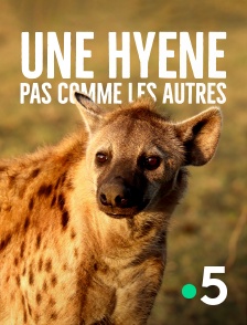 France 5 - Une hyène pas comme les autres