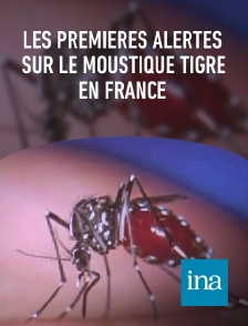 INA - Les premières alertes sur le moustique tigre en France